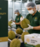 How We Ensure Premium Export Quality
